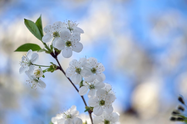 Twigs of cherry tree with white blossoming flowers in early spring