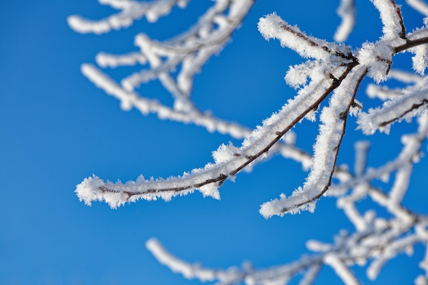 氷と雪に覆われた小枝