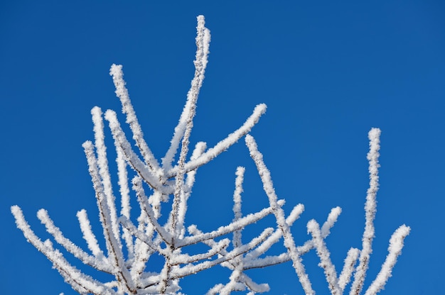 Twigs covered with ice and snow