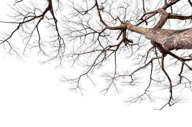 Twigs of a dead tree isolated on a white background clipping pa