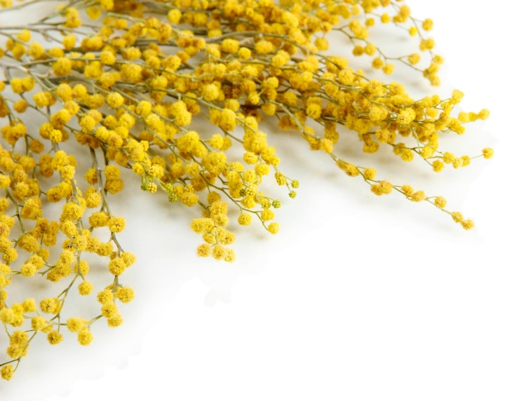 Photo 白で隔離されるミモザの花の小枝