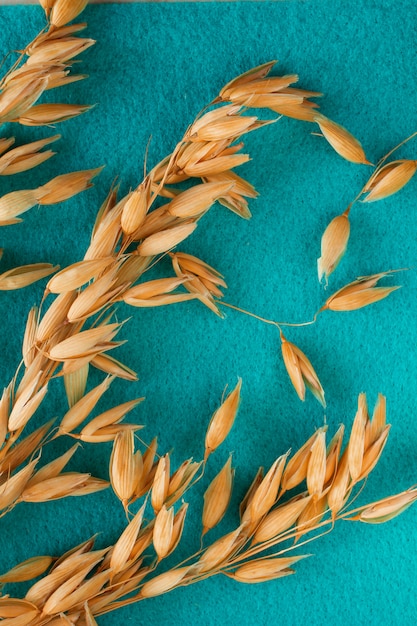 Twigs oats on turquoise background