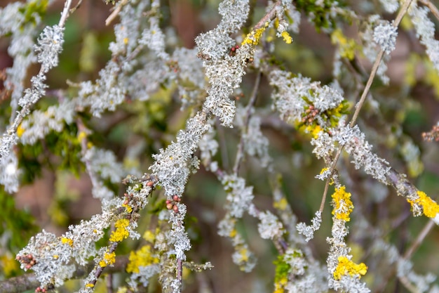 twigs overgrown with lichen