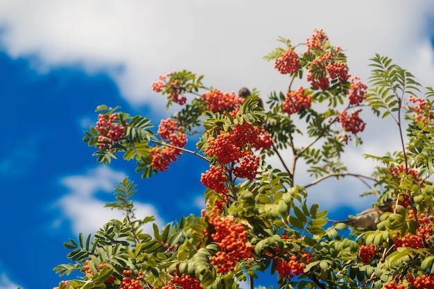 Twigs of rowan tree with bunches red ripe berries against the sky