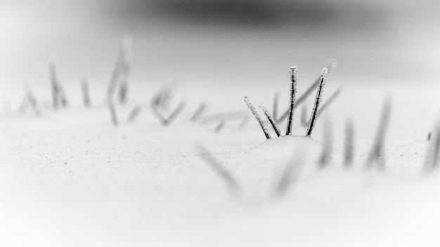 Photo twigs in snowcapped land against sky