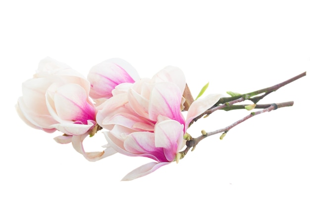 Twigs with blossoming pink magnolia  tree flowers against white background