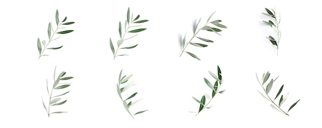 Foto ramoscelli con foglie di ulivo verde fresco su sfondo bianco, vista dall'alto
