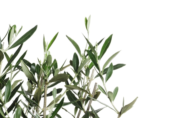 Photo twigs with fresh green olive leaves on white background, top view