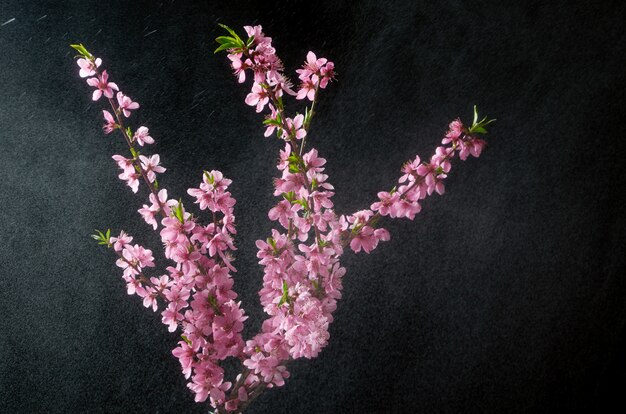 Twijg van kersenbloesems in rook en water druppels op zwart