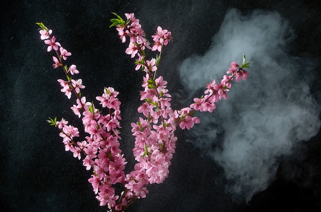 Twijg van kersenbloesems in rook en water druppels op zwart