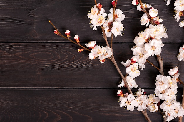 Twijgen van de abrikozenboom met bloemen op houten achtergrond.