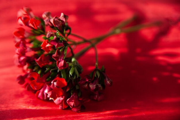 Twijgen van ozothamnus bloemen op rode achtergrond