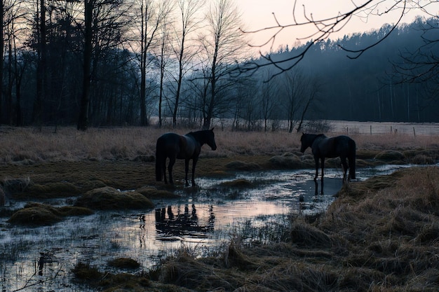 Twilight serenity paarden grazen bij een zachte beek op het platteland