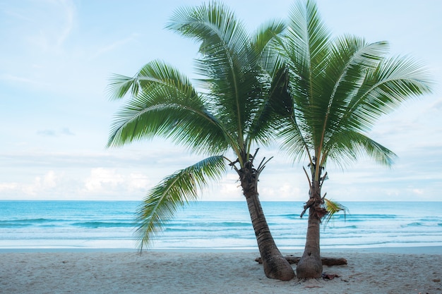 Twin coconut tree on beach.