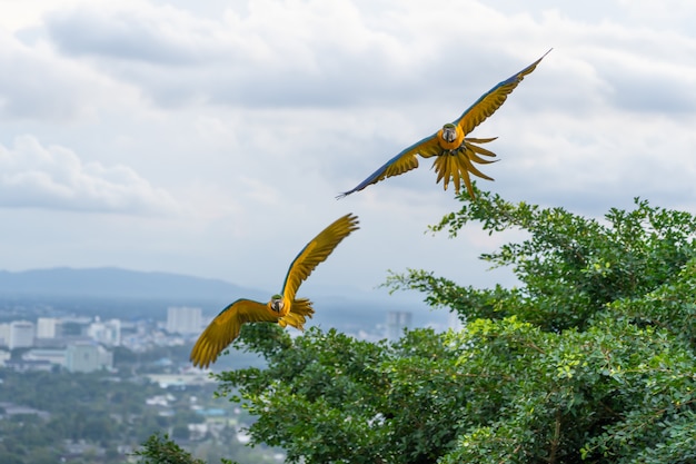 Volo macaw gemello