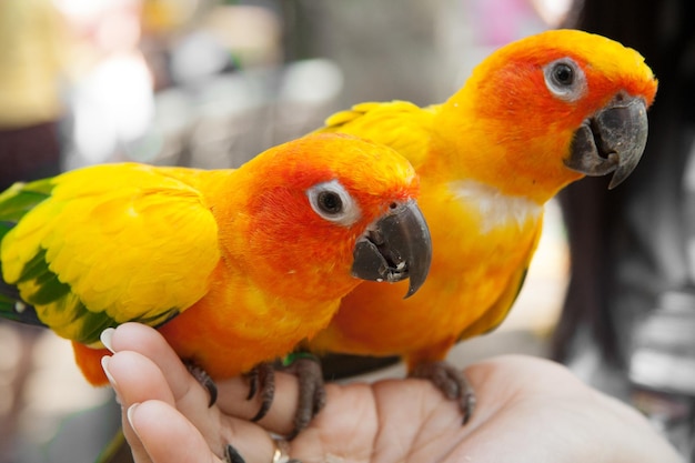 Photo twin parrot on women hand