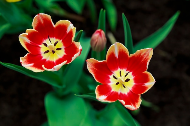 Twin tulips