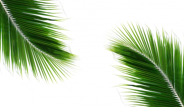 Twins palm coconut leaves on white background