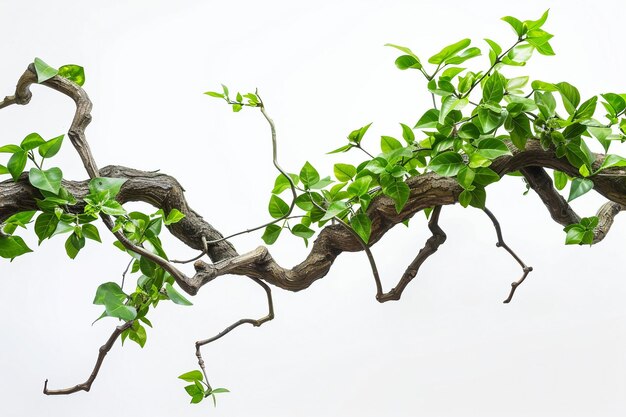 A twisted branch with fresh green leaves