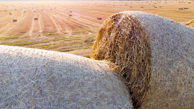 Twisted dry wheat straw in roll bales on field on background of field with square bales of straw