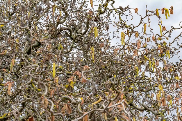 Photo twisted hazel twigs