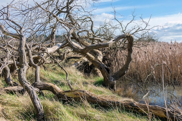 Twisted marsh trees