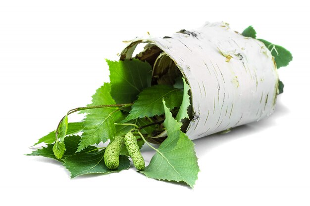 Twisted piece of birch bark with green branches