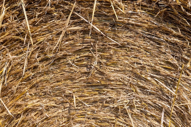 Twisted straw stacks after harvest