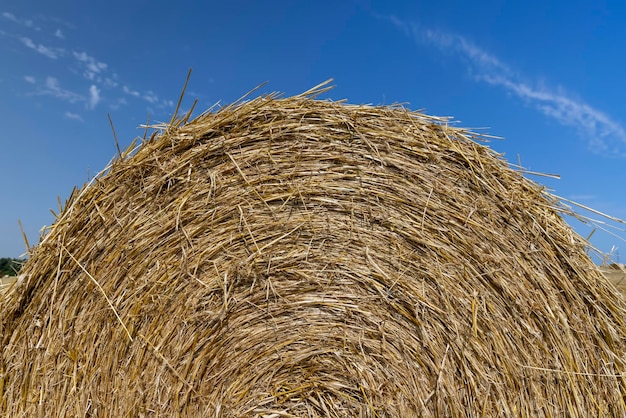 Twisted straw stacks after harvest