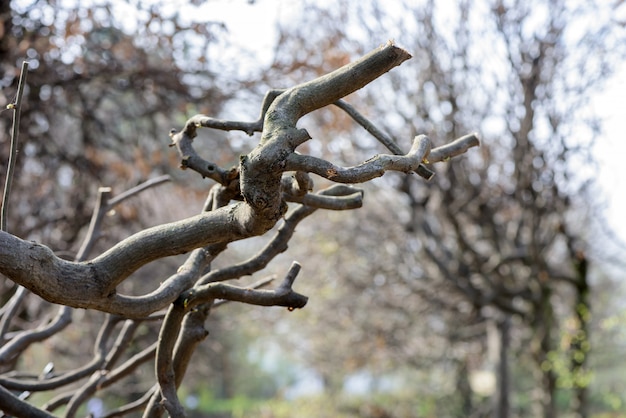 Twisty branches of a tree after pruning