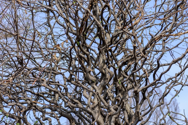 剪定後の木のねじれた枝