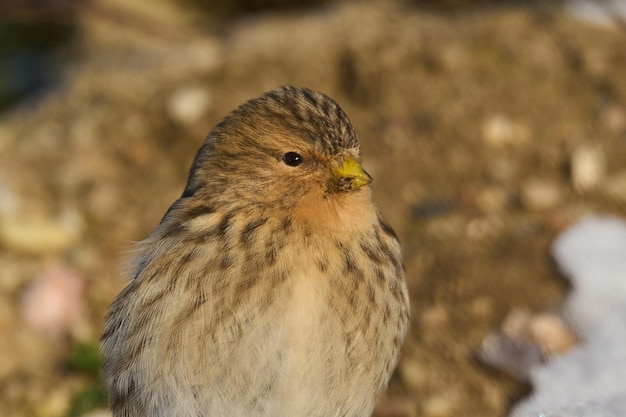 Twite Linaria 플라비로스트리스