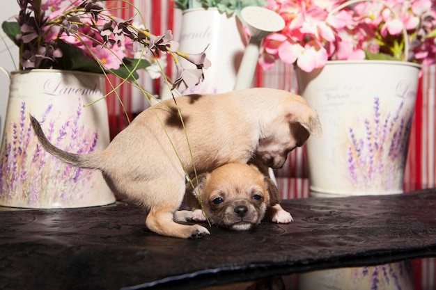 花の背景に2匹の生後1ヶ月のチワワの子犬