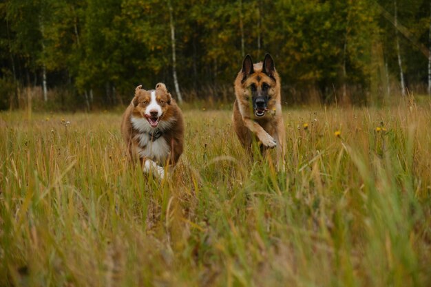 活発でエネルギッシュな 2 匹の純血種の犬が、舌を突き出して楽しそうに前に走っています。