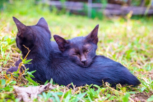 庭の芝生で寝て抱き合う2匹の愛らしいかわいい黒い子猫