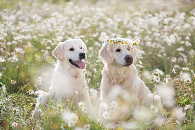 Two adorable dogs in camomile field