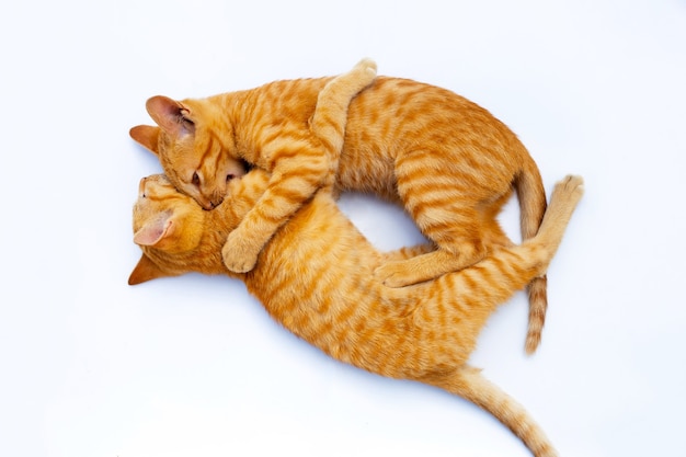 Two adorable kittens playing together on white wall.