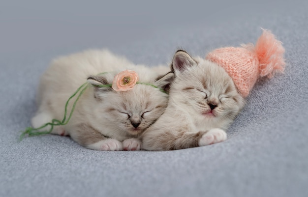 Due adorabili gattini ragdoll che dormono insieme su un tessuto azzurro che indossano berretto lavorato a maglia e decorazioni floreali durante il servizio fotografico in stile neonato in studio. simpatico ritratto di gattini che sonnecchiano