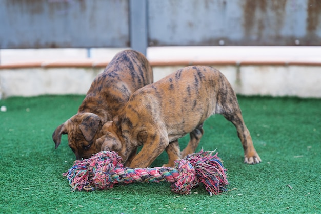 Two adorable Spanish Alano puppies playing together with their colorful toy on the green grass