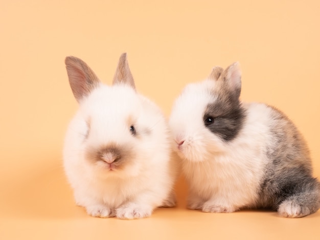 Two adorable white rabbits sitting on a yellow background. Two lovely rabbit sitting together