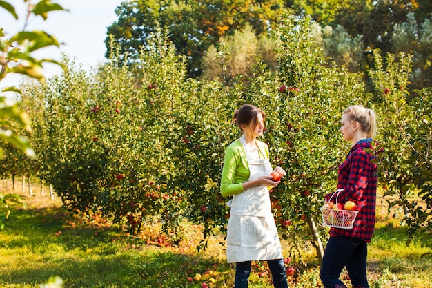 Photo two adorable young women among apple trees full of ripe fruits at the eco-farm. experienced young female gardener helps to choose best apples. agricultural expereince sharing concept.