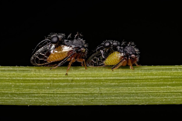 Photo two adult antmimicking treehopper of the species cyphonia clavata