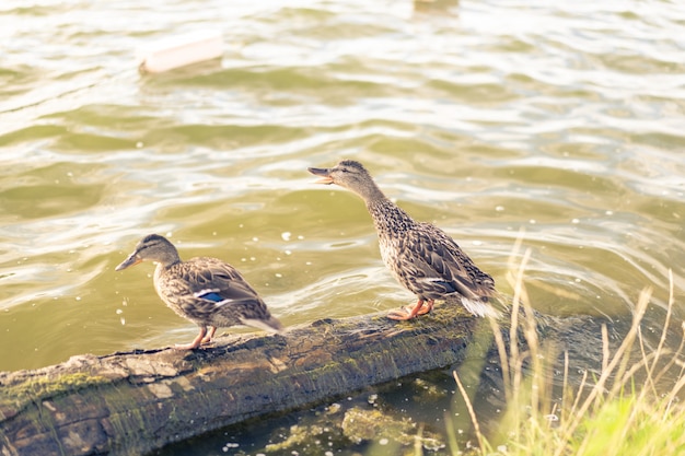 Two adult ducks stand on a log 