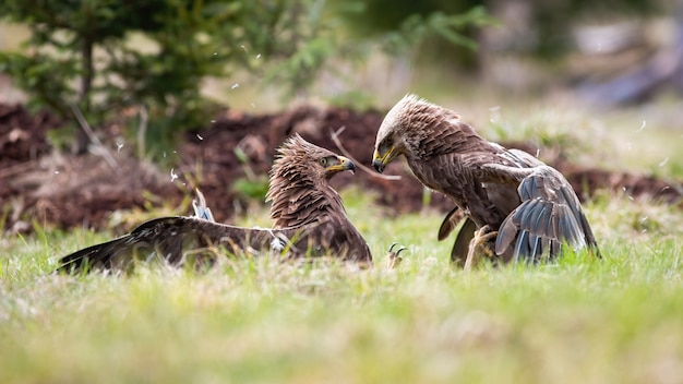 Two adult eagles in a territorial fight with winning bird looking at defeated