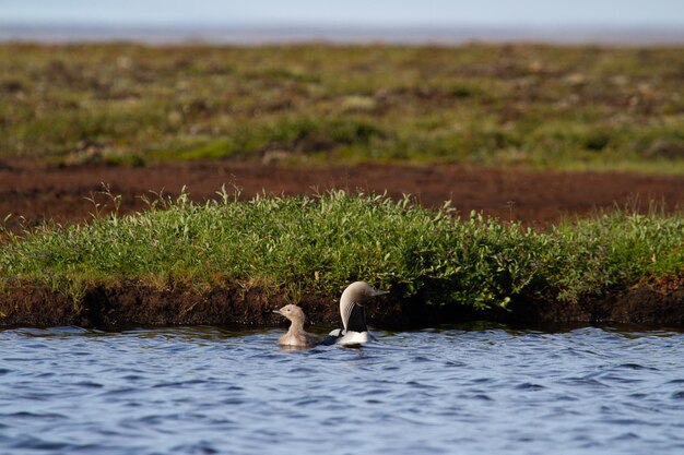 Photo two adult pacific loon or pacific diver and juvenile swimming around in an arctic lake with willows