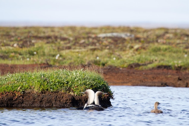 Two adult Pacific Loon or Pacific Diver and juvenile swimming around in an arctic lake with willows