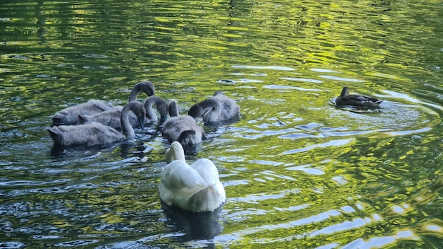 Two adult swans and their five children