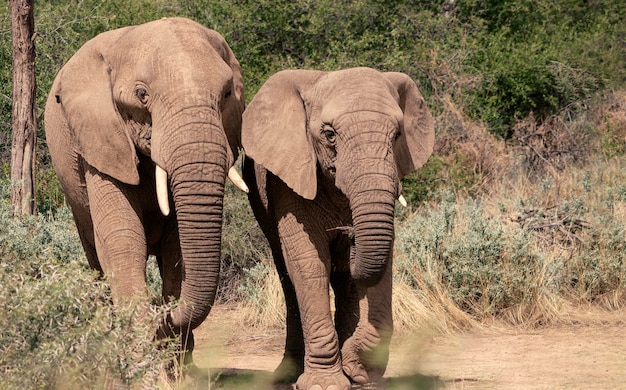 화창한 날 초원에서 두 아프리카 부시 코끼리
