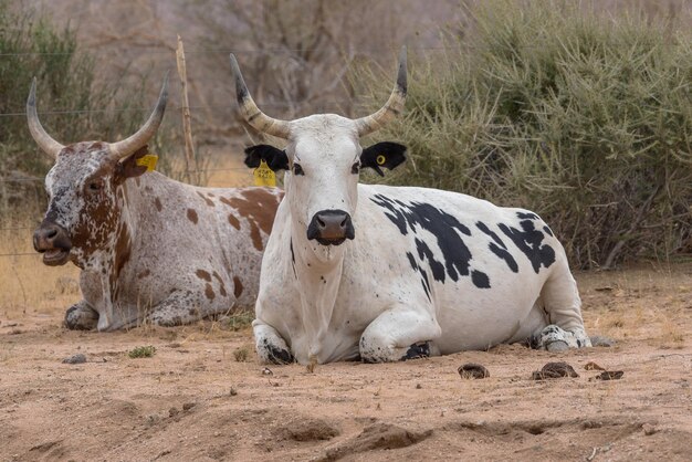 Photo two african longhorn cattle in an enclosure on a farm in namibia