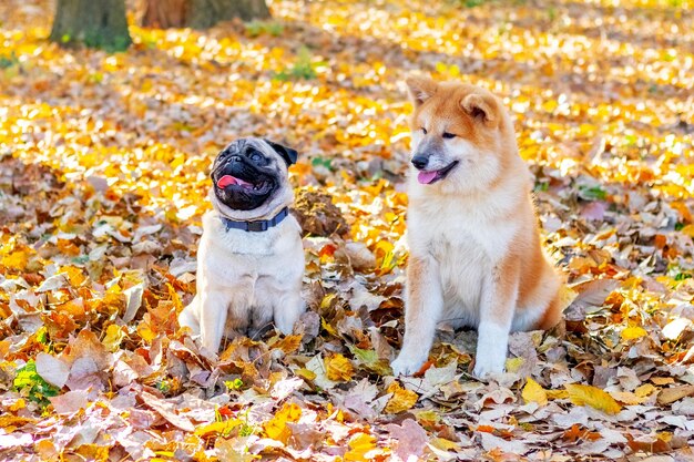 Two Akita dogs and a pug in an autumn park looking intently in the same direction